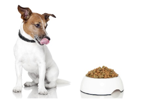 Articoli per cani